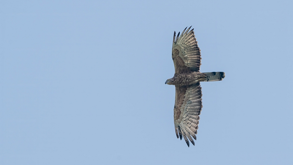 Oriental Honey-buzzard